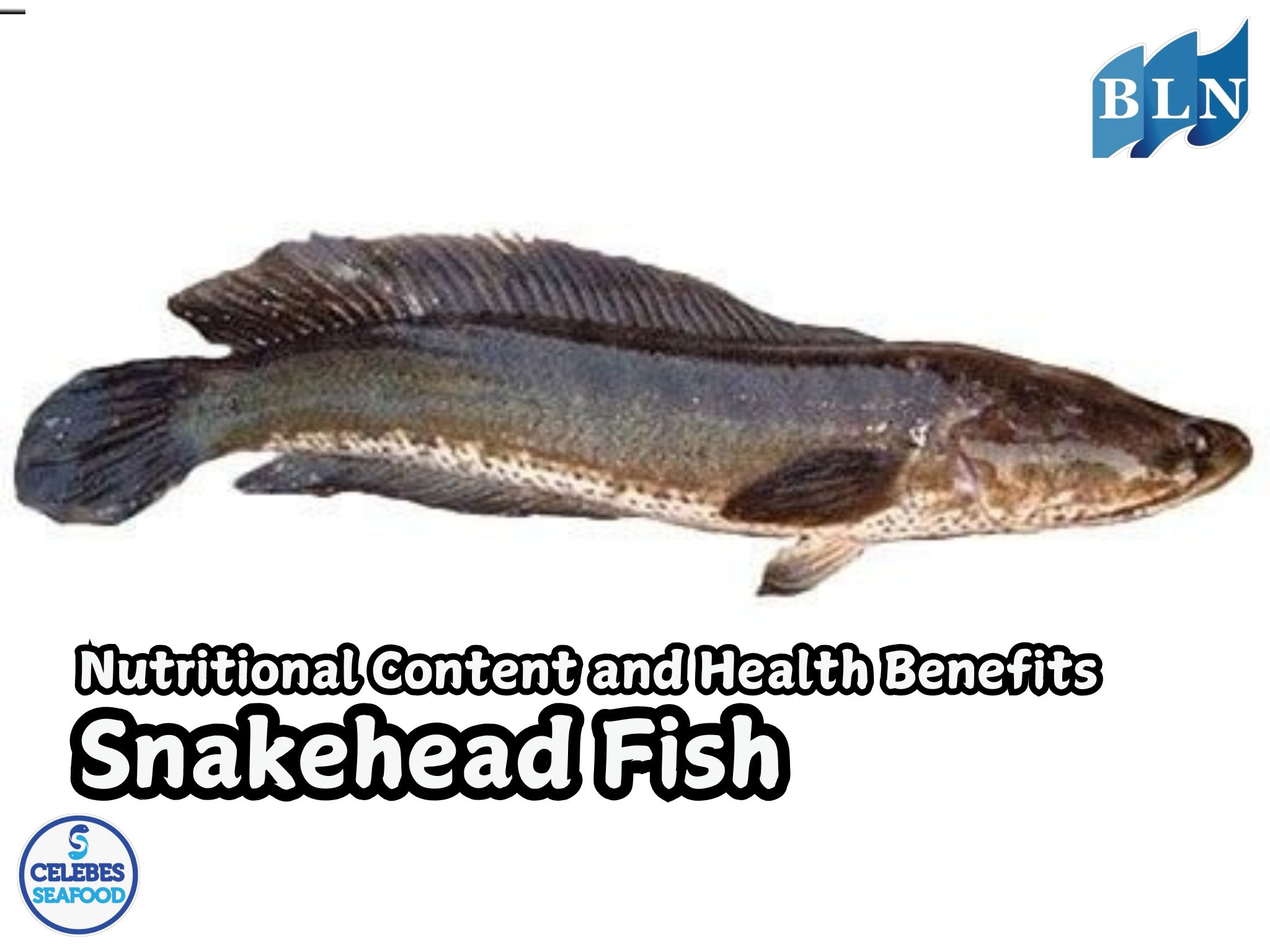 Snakehead Fish : Nutritional Content and Health Benefits